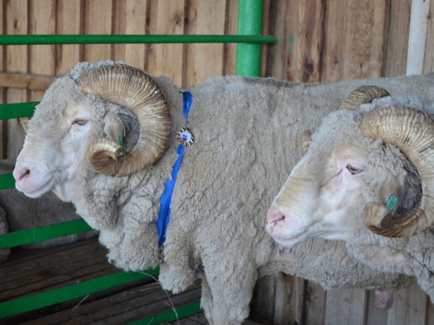 Делегация Забайкальского края примет участие в Российской выставке овец и коз