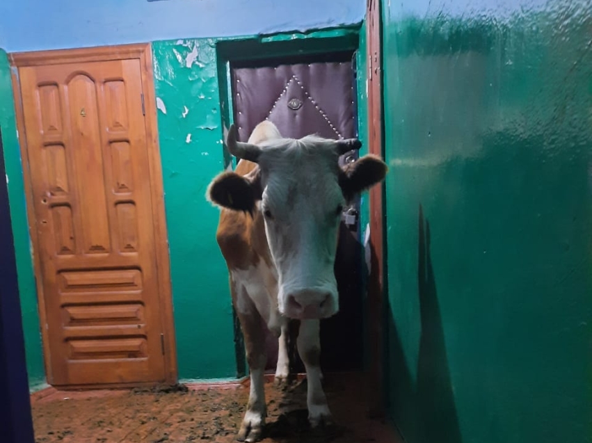 Ветврачи вывели корову со второго этажа жилого дома в Балее 