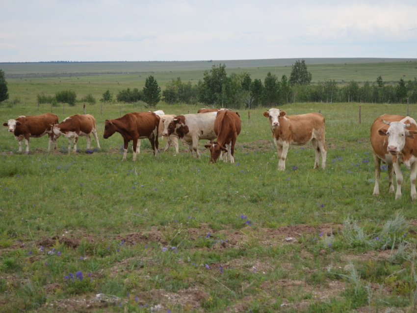 Забайкальских фермеров-животноводов в июле поддержали на 2 миллиона рублей 