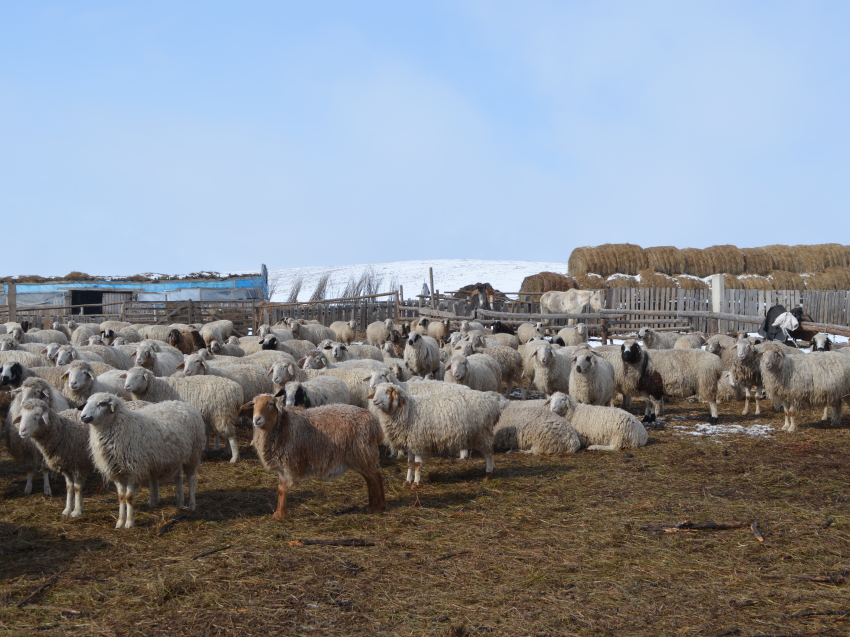Свыше 25 миллионов рублей направят на развитие овцеводства в Забайкалье в 2021 году