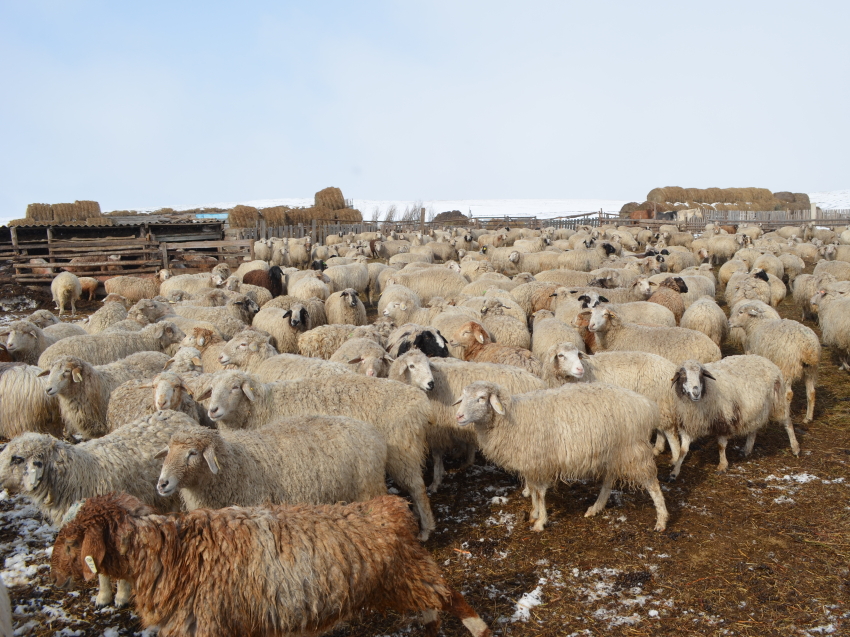 Проект, направленный на увеличение поголовья овец, запустили в Забайкалье