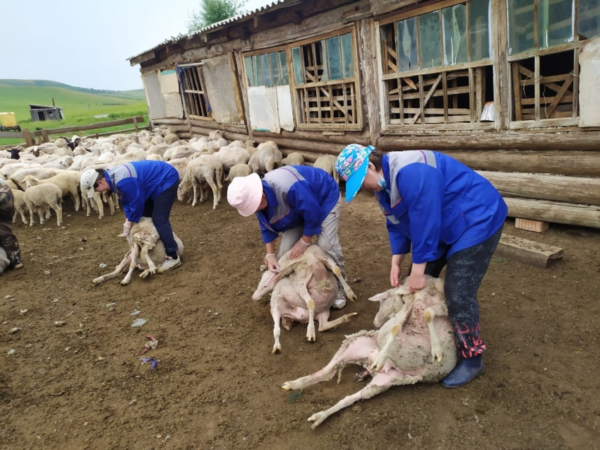 Агинская ветлаборатория исследует 20 тысяч овец до наступления случной компании