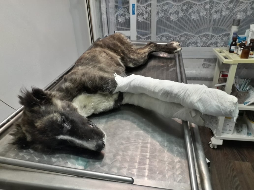 Ветврачи Краснокаменска спасли собаку с серьезными повреждениями передних лап 