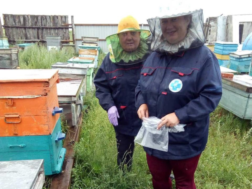  Ветврачи ежегодно следят за здоровьем пчел в Забайкалье 