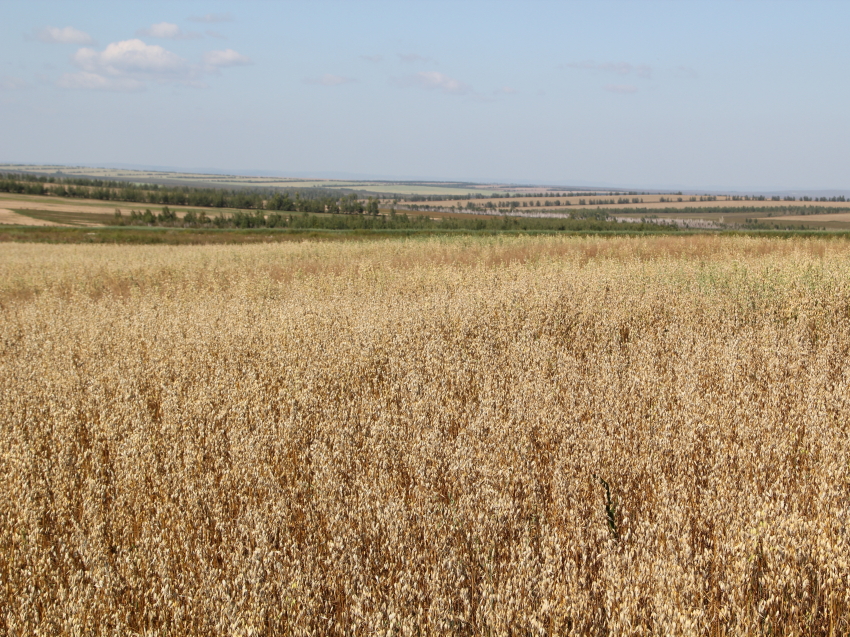 Более 61 миллиона рублей направили на развитие семейных ферм в Забайкалье