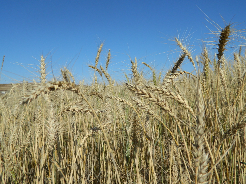 Правительство России выделило забайкальским производителям зерна 3,6 миллиона рублей