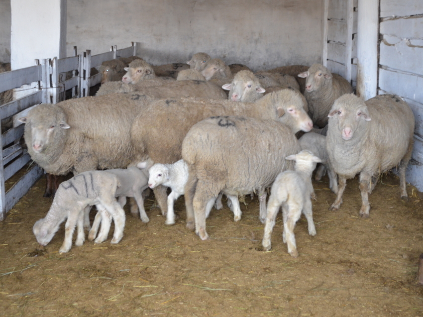 Овцеводам Забайкалья компенсировали затраты на производство шерсти