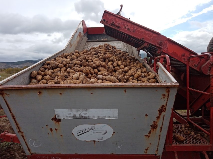 Сельхозорганизации Забайкалья накопали почти 10 тысяч тонн картофеля