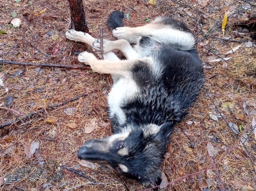 Пожилая жительница и ветврачи Каларского района спасли собаку в лесу 
