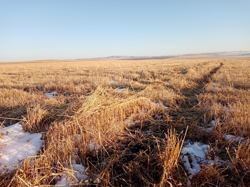 Сошедший с полей снежный покров позволил аграриям Забайкалья продолжить уборку урожая 