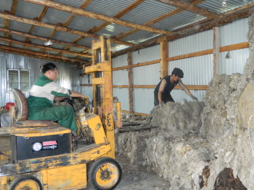 Забайкальские овцеводы реализовали более 350 тонн шерсти