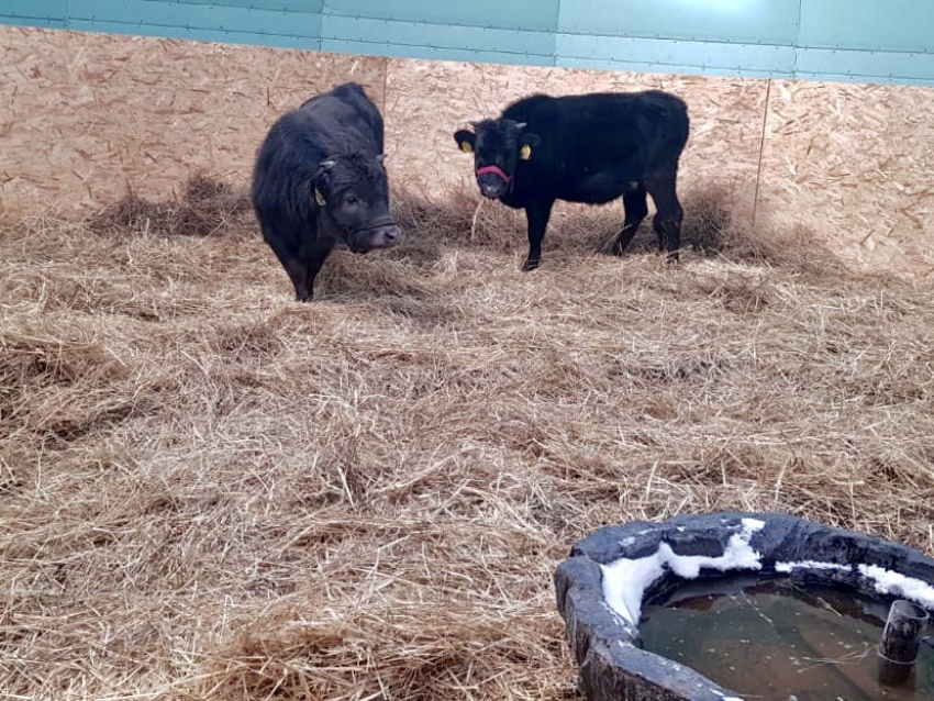 Мини-коров из Германии впервые завезли на территорию Забайкалья