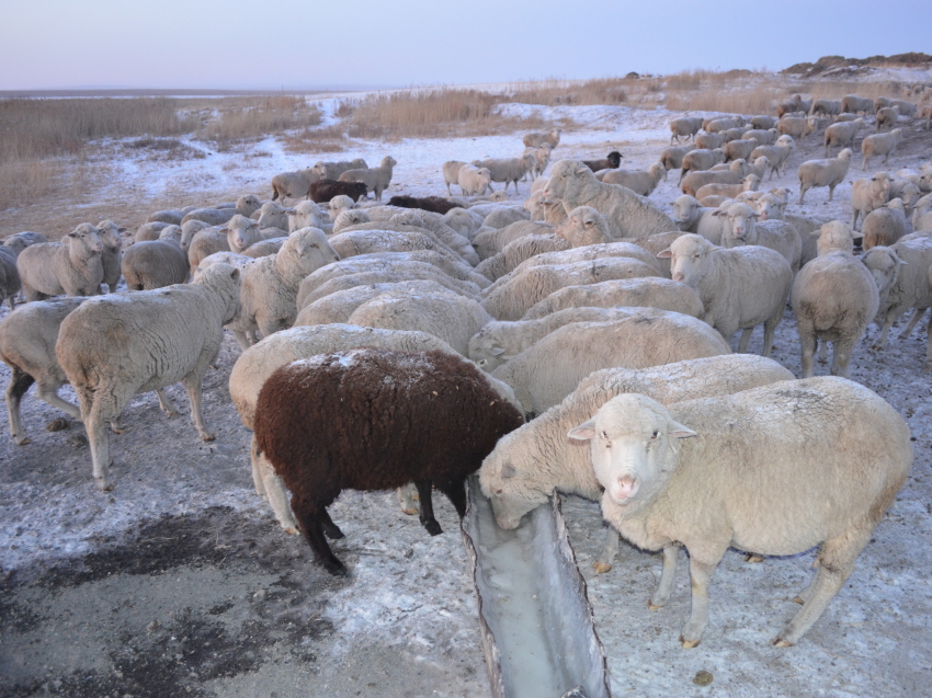 Случная кампания близится к завершению в овцеводческих хозяйствах Забайкалья