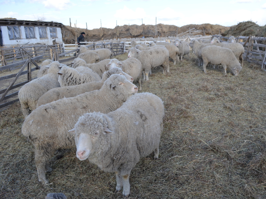 Около 138 тысяч овец в Забайкалье получат весной приплод