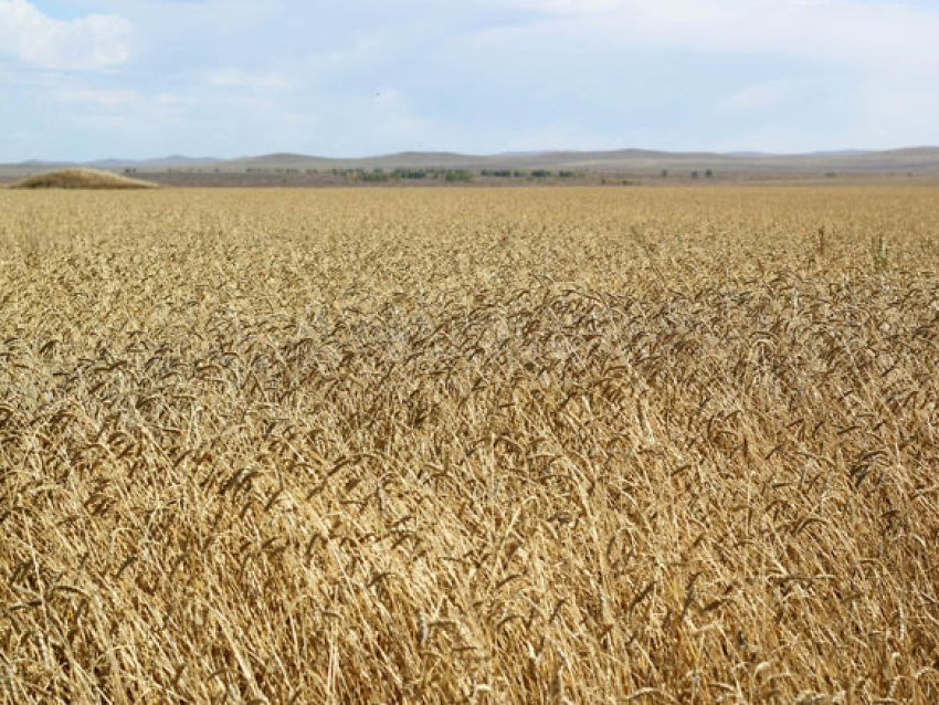 Страхование посевов в Забайкалье выросло на 20%