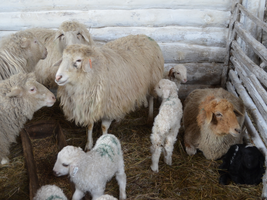 Участник проекта по увеличению поголовья овец в Забайкалье получил первых ягнят