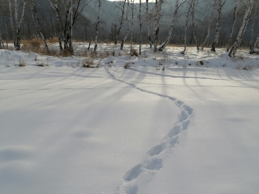 ​Специалисты провели зимний маршрутный учет в национальном парке «Чикой» в Zабайкалье