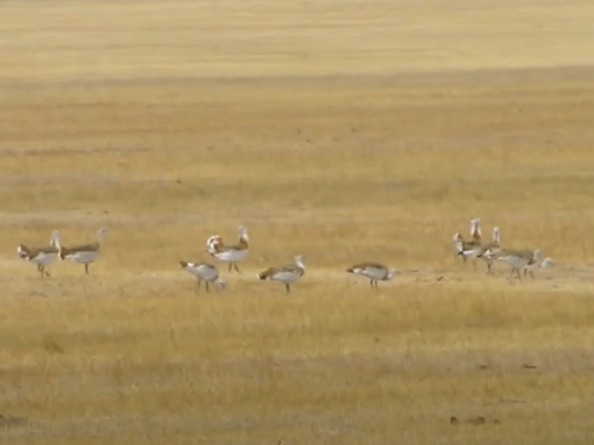 Даурский заповедник показал фильм о дрофе в рамках проекта по спасению птицы
