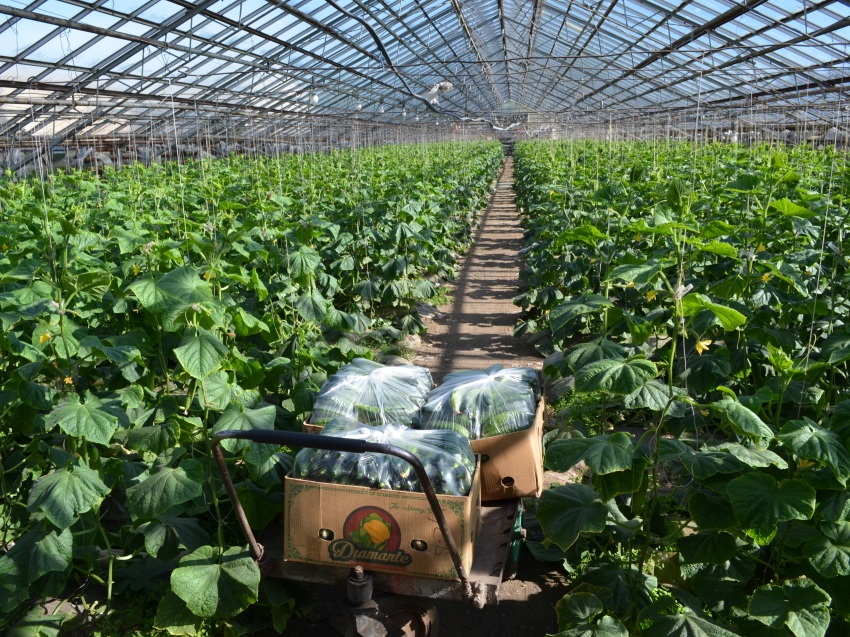 «Черновский овощевод» заявил о планах по еженедельному снижению цен на огурцы
