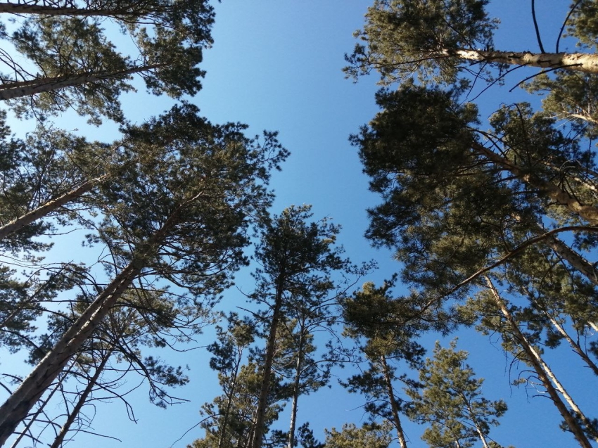 «Цессны» патрулируют леса в шести районах Zабайкалья