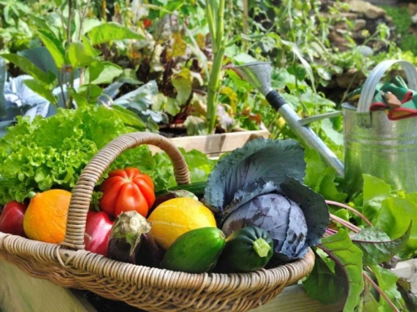 Акция «Добрый огород»: Забайкальцы помогут жителям Донбасса обеспечить себя овощами