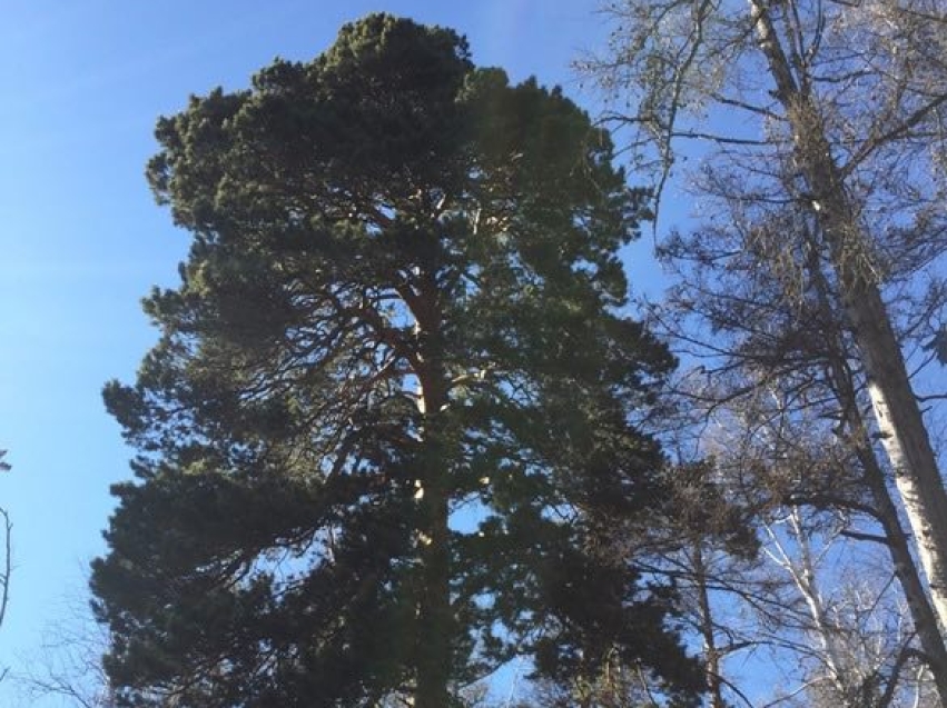 ​250-летняя сосна из Zабайкалья станет участником конкурса «Российское дерево года»