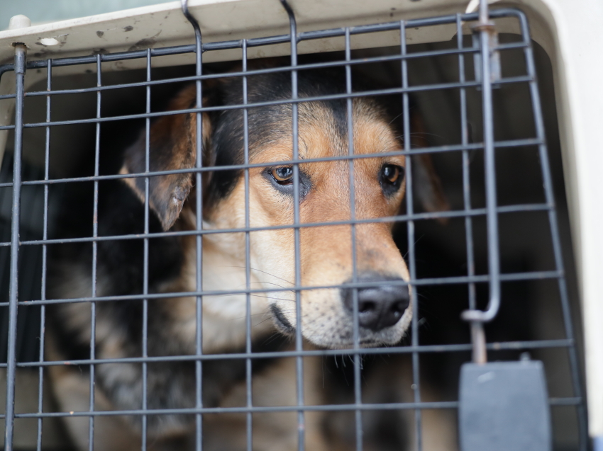 Пять специализированных организаций занимаются отловом безнадзорных собак в Zабайкалье 