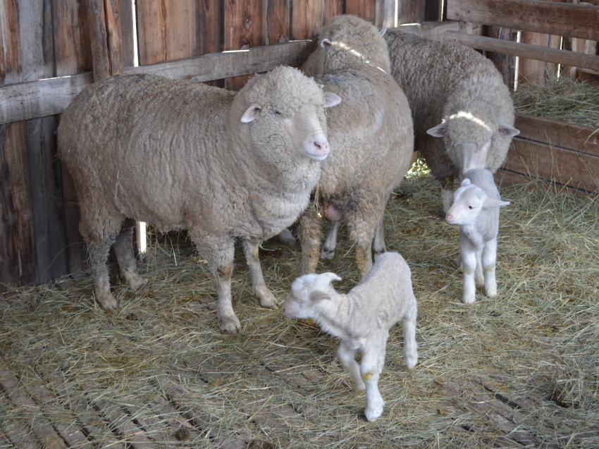 Овцеводы Zабайкалья готовят лучших животных к межрегиональной выставке в Чите