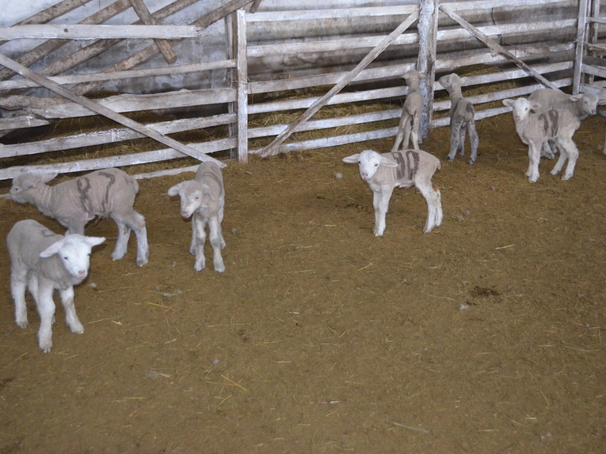 Овцеводы шести районов Zабайкалья завершили кампанию по получению приплода
