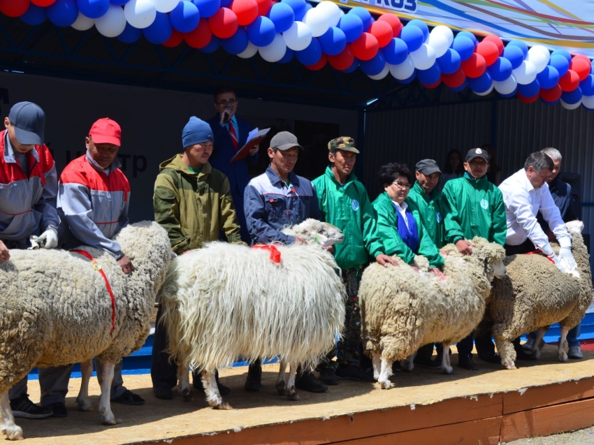 Утверждена программа Сибирско-Дальневосточной выставки племенных овец и коз в Чите