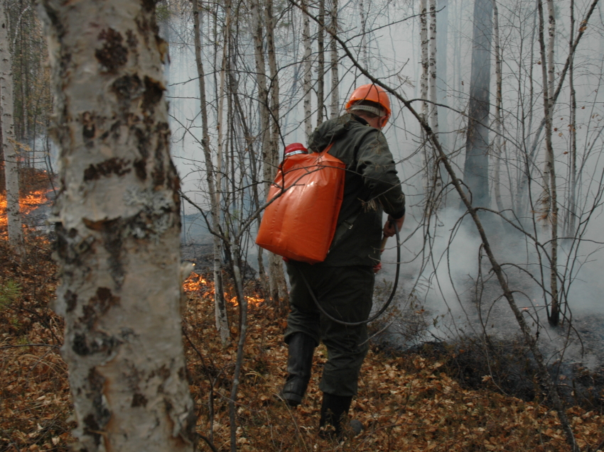 В Zабайкалье действует один локализованный лесной пожар