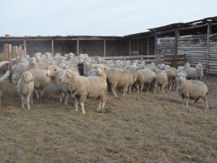 Семейным фермам в Zабайкалье оказали грантовую поддержку – она увеличилась практически вдвое