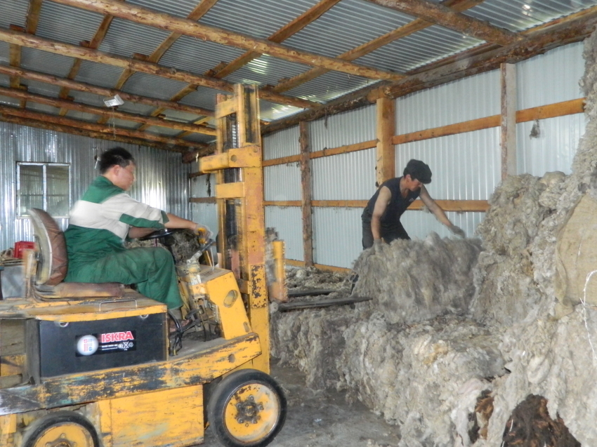 Овцеводы Zабайкалья по итогам стригальной кампании получили 545 тонн шерсти