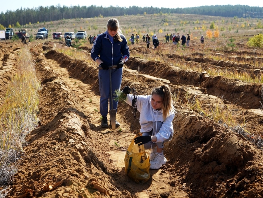 Zабайкальцы высадили 2 гектара леса в Сивяково  
