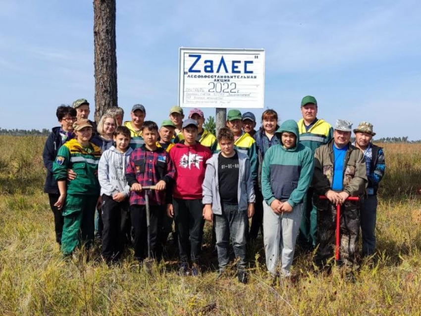 В Zабайкалье юные лесники высадили восемь тысяч молодых сосен