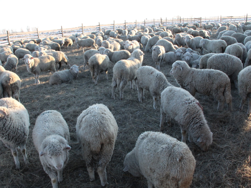 Реализация пилотного проекта по развитию овцеводства «Семейная ферма» продолжается в  Забайкалье