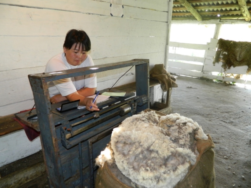 Овцеводы Zабайкалья реализовали половину произведенной в 2022 году шерсти