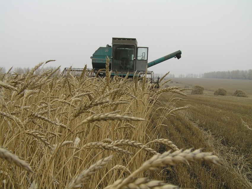 Аграрии Забайкалья намолотили свыше 100 тысяч тонн зерна в ходе уборочной кампании предпросмотр