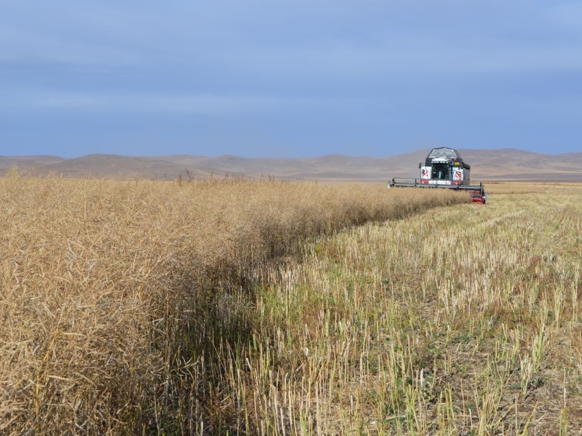 Урожайность рапса в хозяйствах Zабайкалья превышает уровень прошлого года