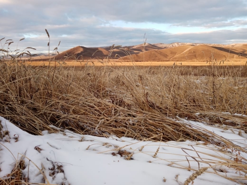 Снегопад не нанес ущерб сельскохозяйственным культурам в Забайкалье
