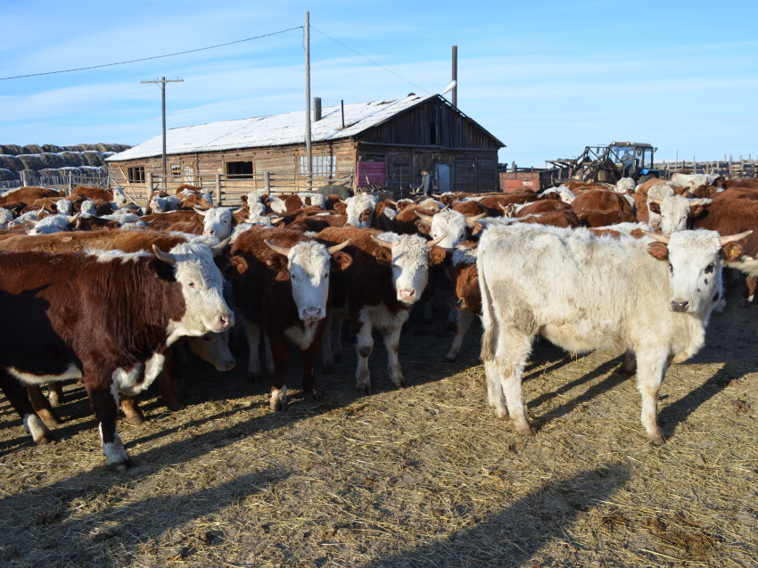 Борзинский фермер получил более 10 миллионов рублей на разведение крупного рогатого скота