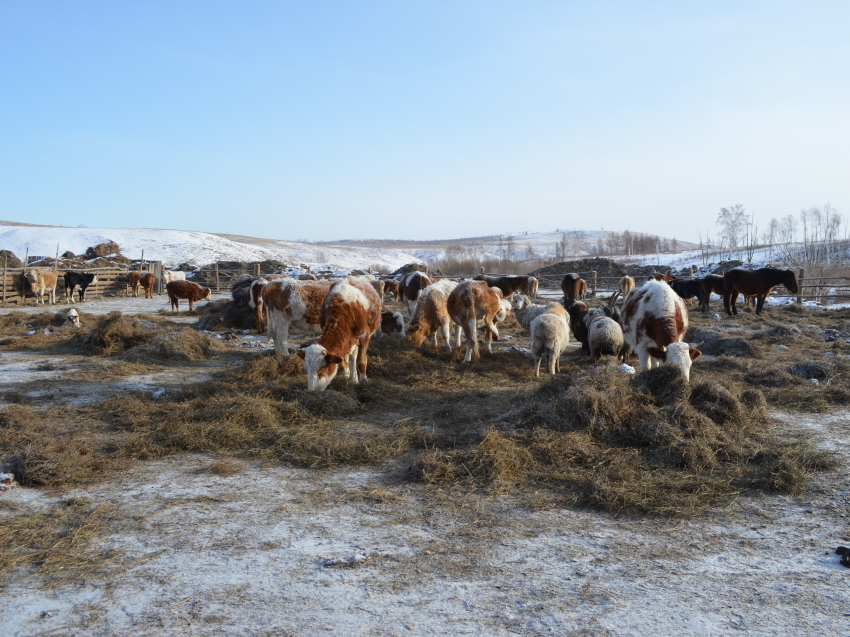 ​Более 94 миллионов рублей направят на развитие семейных ферм в Забайкалье