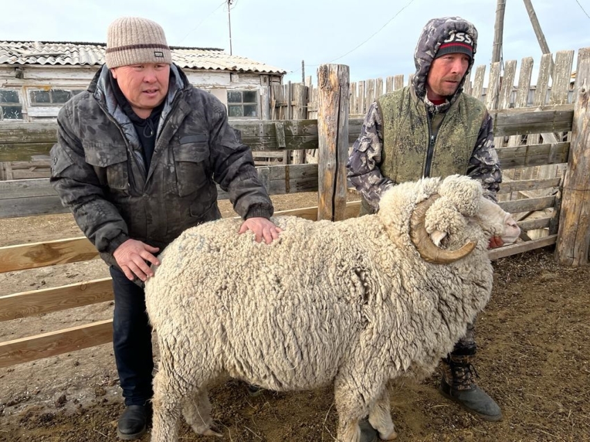​Хозяйства Забайкалья готовятся к Всероссийской выставке племенных овец
