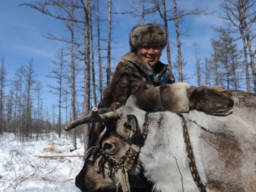 Гонки на оленьих упряжках, метание топора и ярмарка унтов прошли в День оленевода в Zабайкалье 