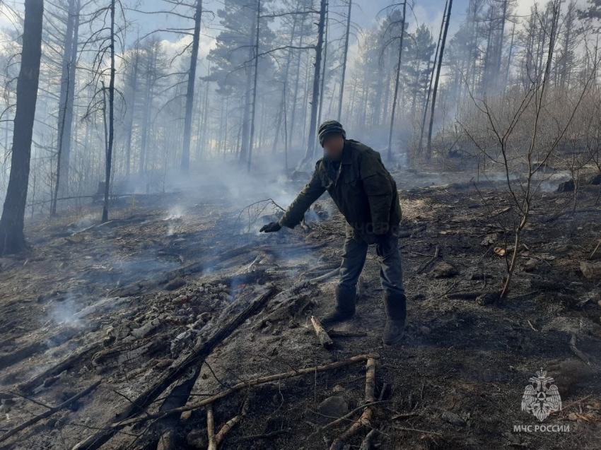 Расходы на тушение первого в этом году лесного пожара в Забайкалье предъявят его виновнику