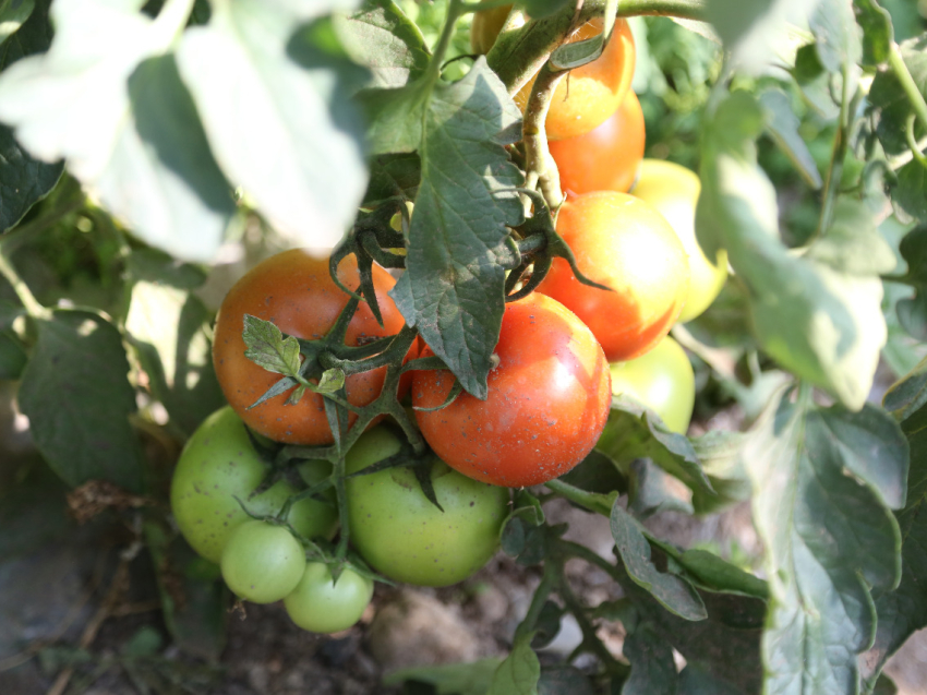 Для сезонной торговли овощами в Забайкальском крае впервые введут особые условия 