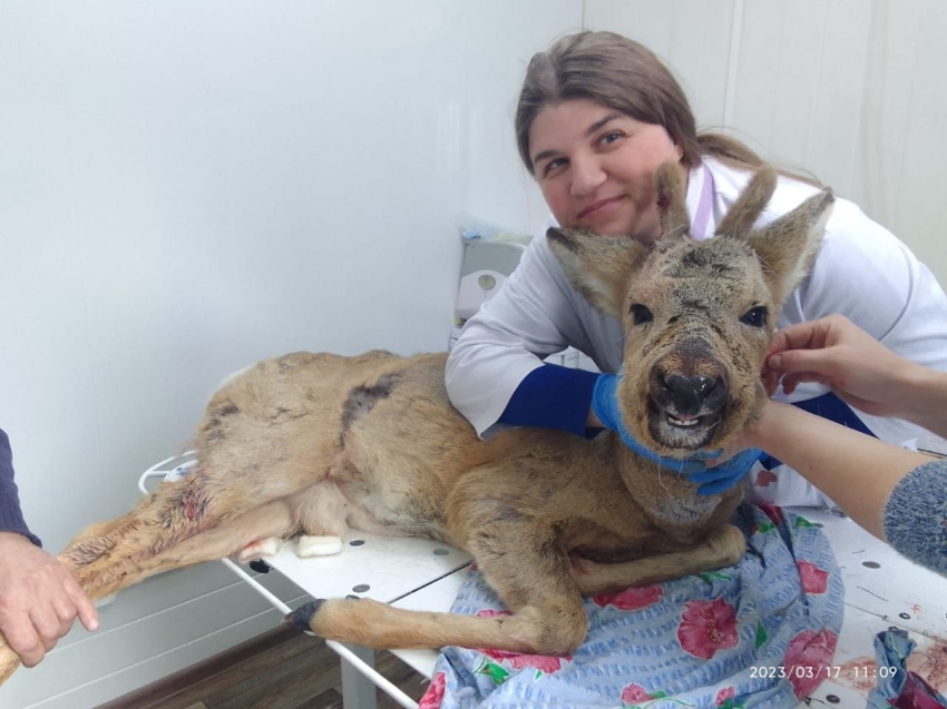 ​Ветврачи совместно с местными жителями Могочинского района спасли дикое животное