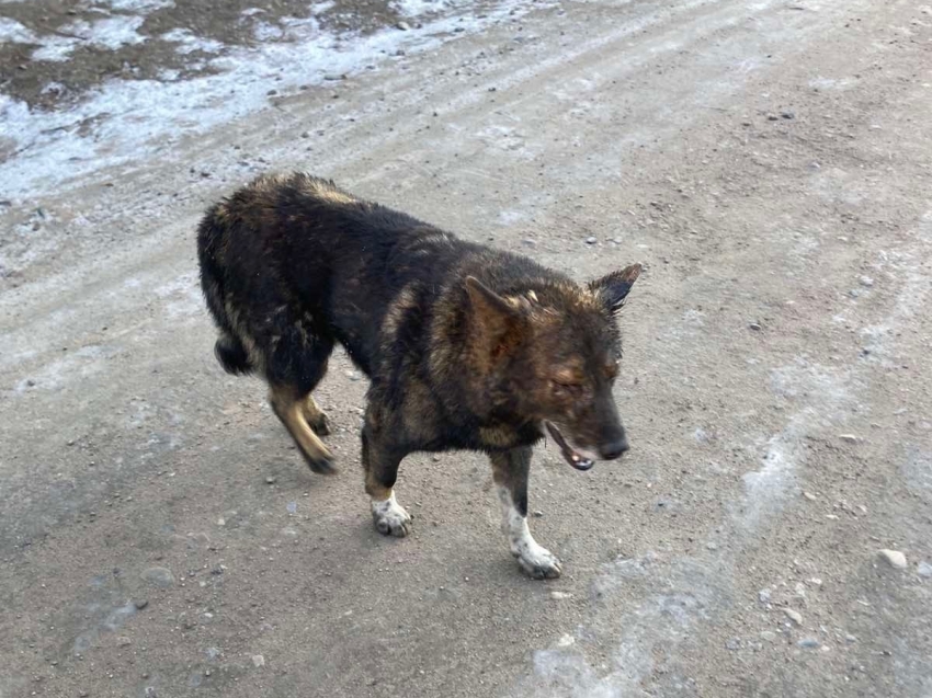 ​Александр Осипов поручил решить вопрос с агрессивными бездомными собаками в населенных пунктах края