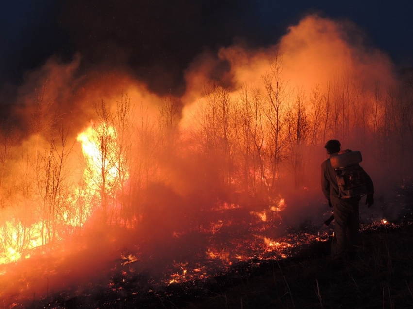 Крупный лесной пожар действует вблизи села Чара 