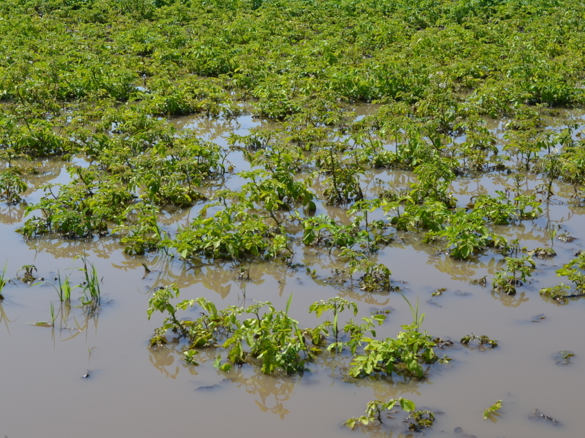 Пострадавшим от паводка 2022 года жителям Забайкалья компенсируют ущерб за погибший урожай